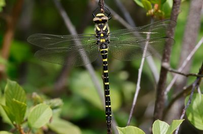 Dragonfly and Damselfly in Sweden