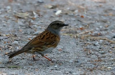 Jrnsparv - Dunnock - (Prunella modularis)