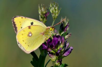Ljusgul hfjril - Pale Clouded Yellow - (Colias hyale)