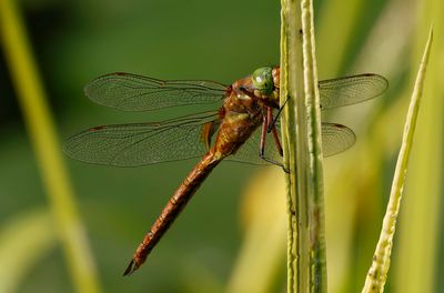 Kilfläckslända - Green-eyed Hawker - (Aeshna isoceles)