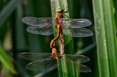 Kilfläckslända - Green-eyed Hawker - (Aeshna isoceles)