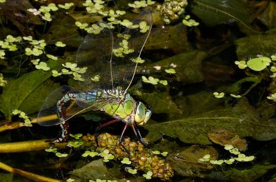 Blå kejsartrollslända - Emperor Dragonfly - (Anax imperator)