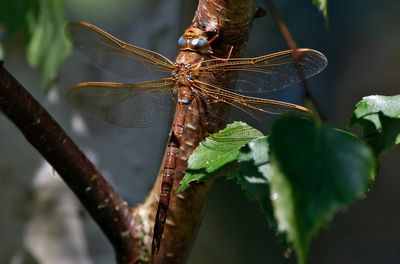 Brun mosaikslända - Brown Hawker - (Aeshna grandis)