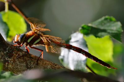 Brun mosaikslända - Brown Hawker - (Aeshna grandis)