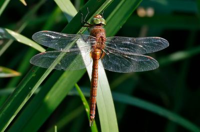 Kilfläckslända - Green-eyed Hawker - (Aeshna isoceles)