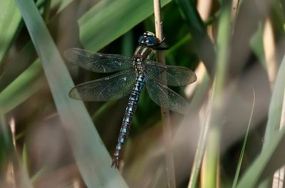 Tidig mosaikslända - Hairy Dragonfly - (Brachytron pratense)