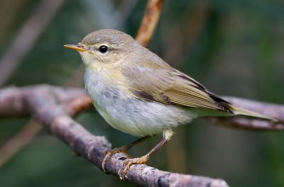 Lövsångare - Willow Warbler - (Phylloscopus trochilus)