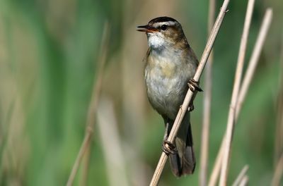 Sävsångare - Sedge Warbler - (Acrocephalus schoenobaenus)