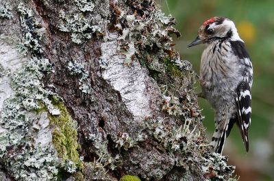 Mindre hackspett - Lesser Spotted Woodpecker - (Dryobates minor)