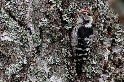 Mindre hackspett - Lesser Spotted Woodpecker - (Dryobates minor)