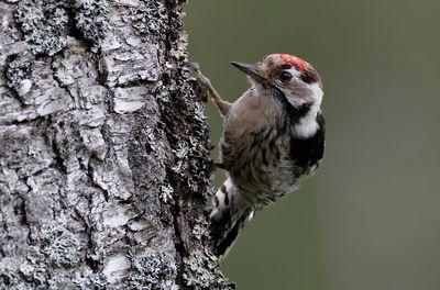 Mindre hackspett - Lesser Spotted Woodpecker - (Dryobates minor)