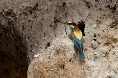 Biätare - European Bee-eater - (Merops apiaster)