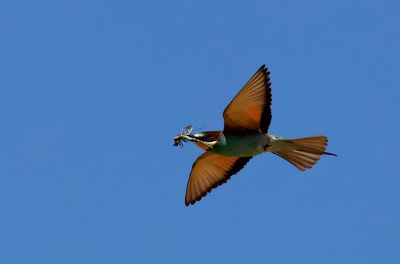 Biätare - European Bee-eater - (Merops apiaster)