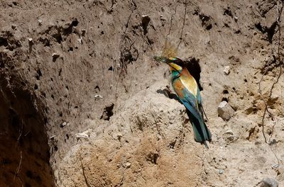 Biätare - European Bee-eater - (Merops apiaster)