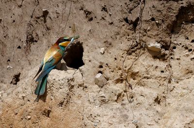 Biätare - European Bee-eater - (Merops apiaster)