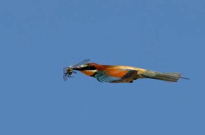 Biätare - European Bee-eater - (Merops apiaster)