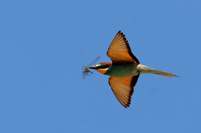 Biätare - European Bee-eater - (Merops apiaster)