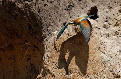Biätare - European Bee-eater - (Merops apiaster)