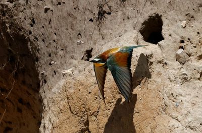 Biätare - European Bee-eater - (Merops apiaster)