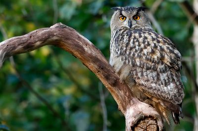 Berguv - Eurasian Eagle-owl - (Bubo bubo)