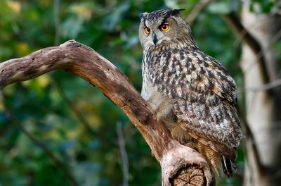 Berguv - Eurasian Eagle-owl - (Bubo bubo)