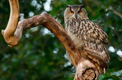 Berguv - Eurasian Eagle-owl - (Bubo bubo)