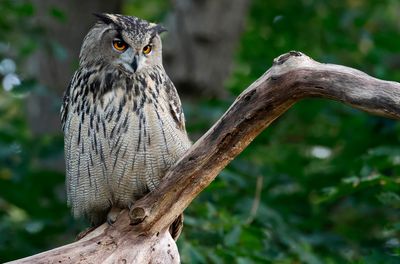 Berguv - Eurasian Eagle-owl - (Bubo bubo)