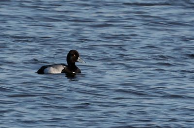 Mindre bergand - Lesser Scaup - (Aythya affinis)