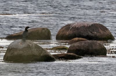 Dvärgskarv - Pygmy Cormorant - (Microcarbo pygmaeus)