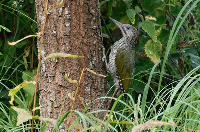 Gröngöling - Eurasian Green Woodpecker - (Picus viridis)