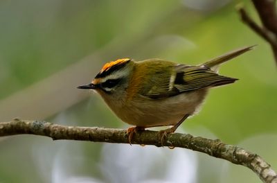 Birds in Sweden