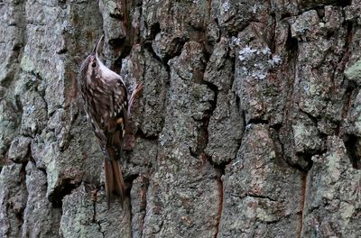 Trädgårdsträdkrypare - Short-toed Treecreeper - (Certhia brachydactyla)