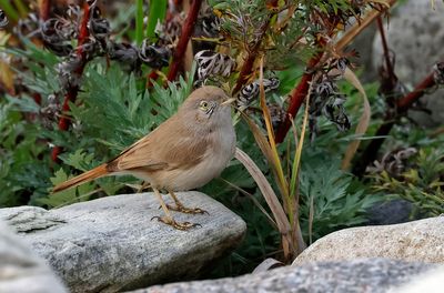 Ökensångare - Asian Desert Warbler - (Curruca nana)