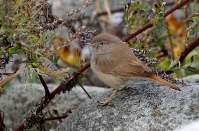 Ökensångare - Asian Desert Warbler - (Curruca nana)