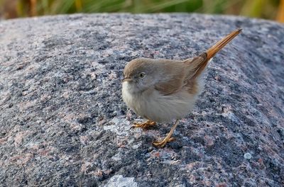 Ökensångare - Asian Desert Warbler - (Curruca nana)