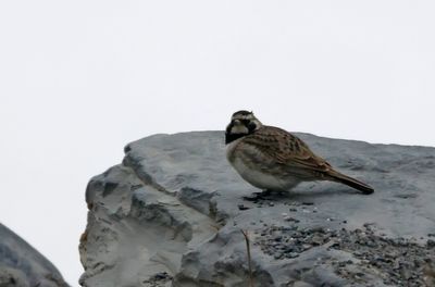 230420 Caucasian Horned Lark, Gudauri (1)a.jpg