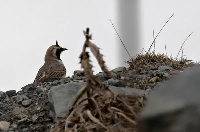 Horned Lark - (Eremophila penicillata)