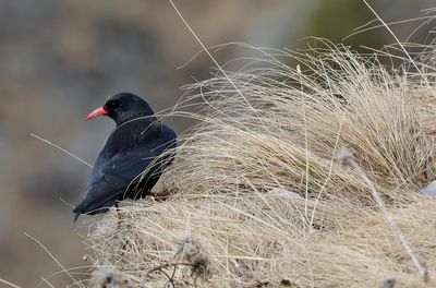 Red-billed chough - (Pyrrhocorax pyrrhocorax docilis)
