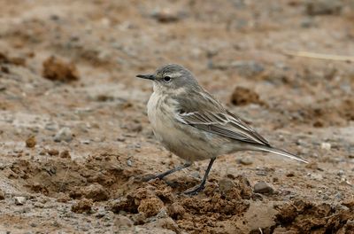Water pipit - (Anthus spinoletta coutellii)