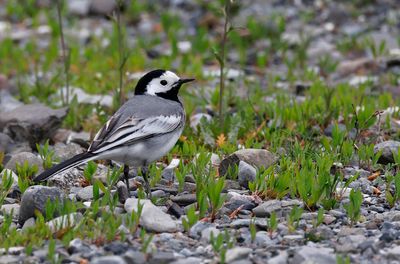 White Wagtail - (Motacilla alba dukhunensis)