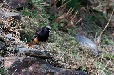 Black Redstart - (Phoenicurus ochruros ochruros)