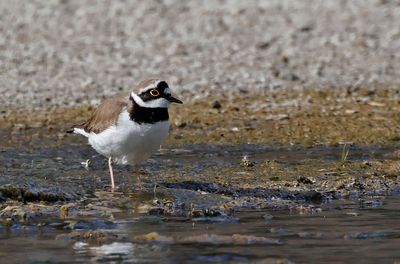 Little Ringed Plover - (Charadrius dubius)