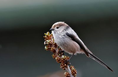 Long-tailed Tit - (Aegithalos caudatus major)
