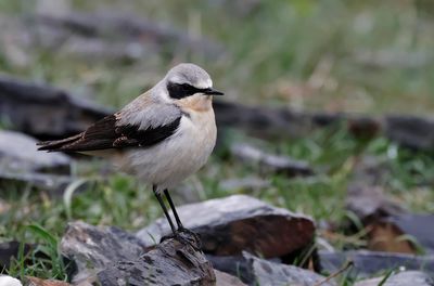 Northern Weathear - (Oenanthe oenanthe)