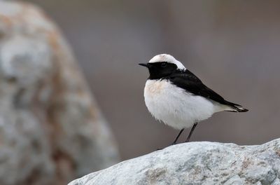 Pied Weathear - (Oenanthe pleschanka)