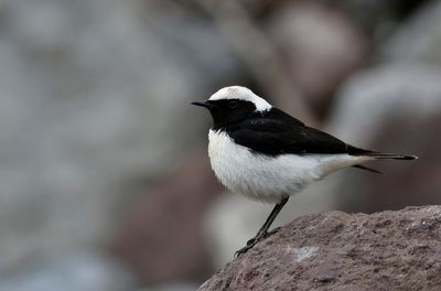 Pied Weathear - (Oenanthe pleschanka)