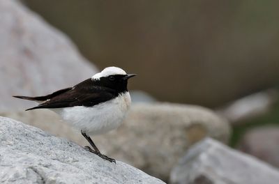 Pied Weathear - (Oenanthe pleschanka)