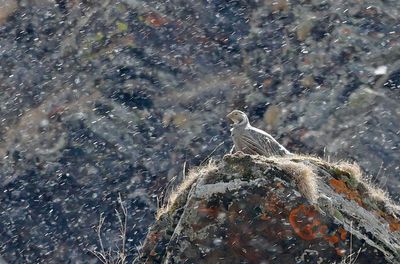 Caucasian Snowcock - (Tetraogallus caucasicus)