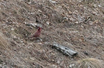Great Rosefinch - (Carpodacus rubicilla)