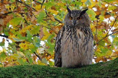 Berguv - Eurasian Eagle-owl - (Bubo bubo)